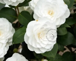 Camellia japonica 'Nuccio's Gem'