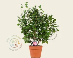 Camellia japonica 'Nuccio's Jewel'