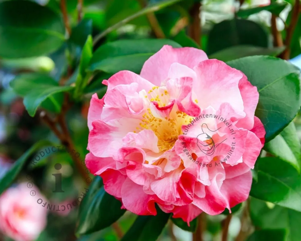 Camellia japonica 'Nuccio's Jewel'