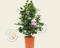 Camellia japonica 'Nuccio's Jewel'