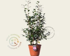 Camellia japonica 'Nuccio's Pearl'
