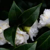 Camellia japonica 'Powder Puff'
