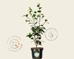 Camellia japonica 'Powder Puff'