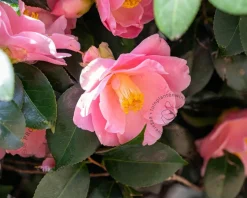 Camellia japonica 'Spring Festival'