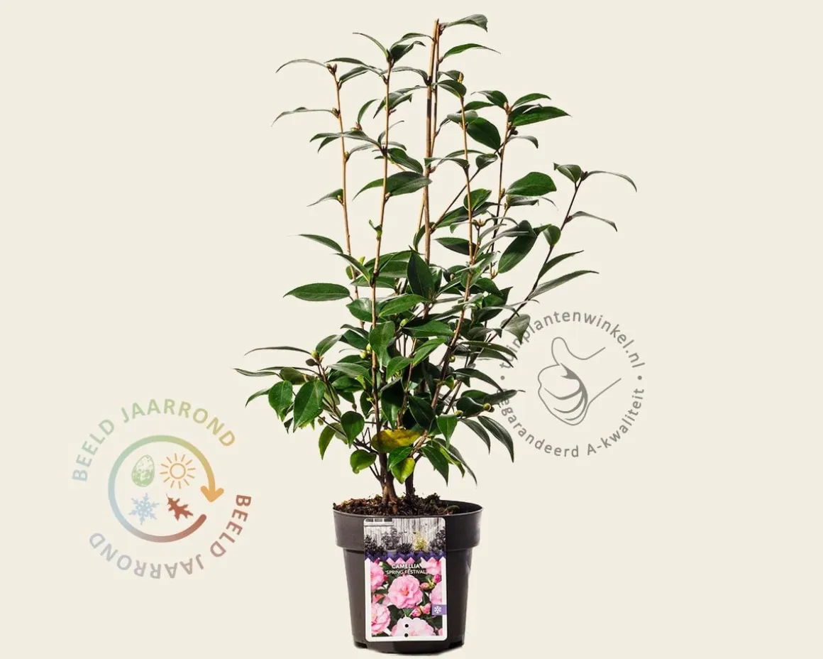Camellia japonica 'Spring Festival'