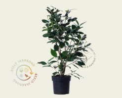Camellia japonica 'Wheeler'