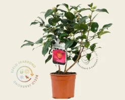 Camellia japonica 'Wheeler'