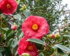 Camellia japonica 'Wheeler'