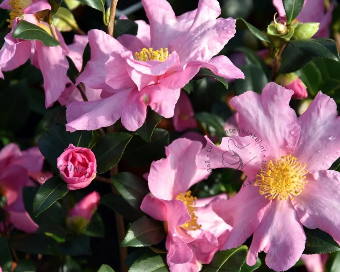 Camellia sasanqua 'Cleopatra'