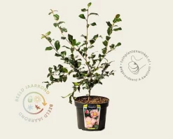 Camellia sasanqua 'Cleopatra'