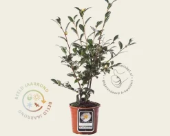 Camellia sasanqua 'Hino de Gumo'