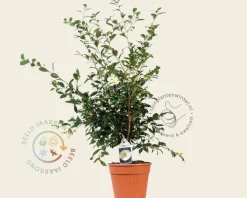 Camellia sasanqua 'Hino de Gumo'