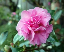 Camellia sasanqua 'Jennifer Susan'
