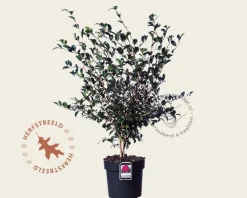 Camellia sasanqua 'Jennifer Susan'