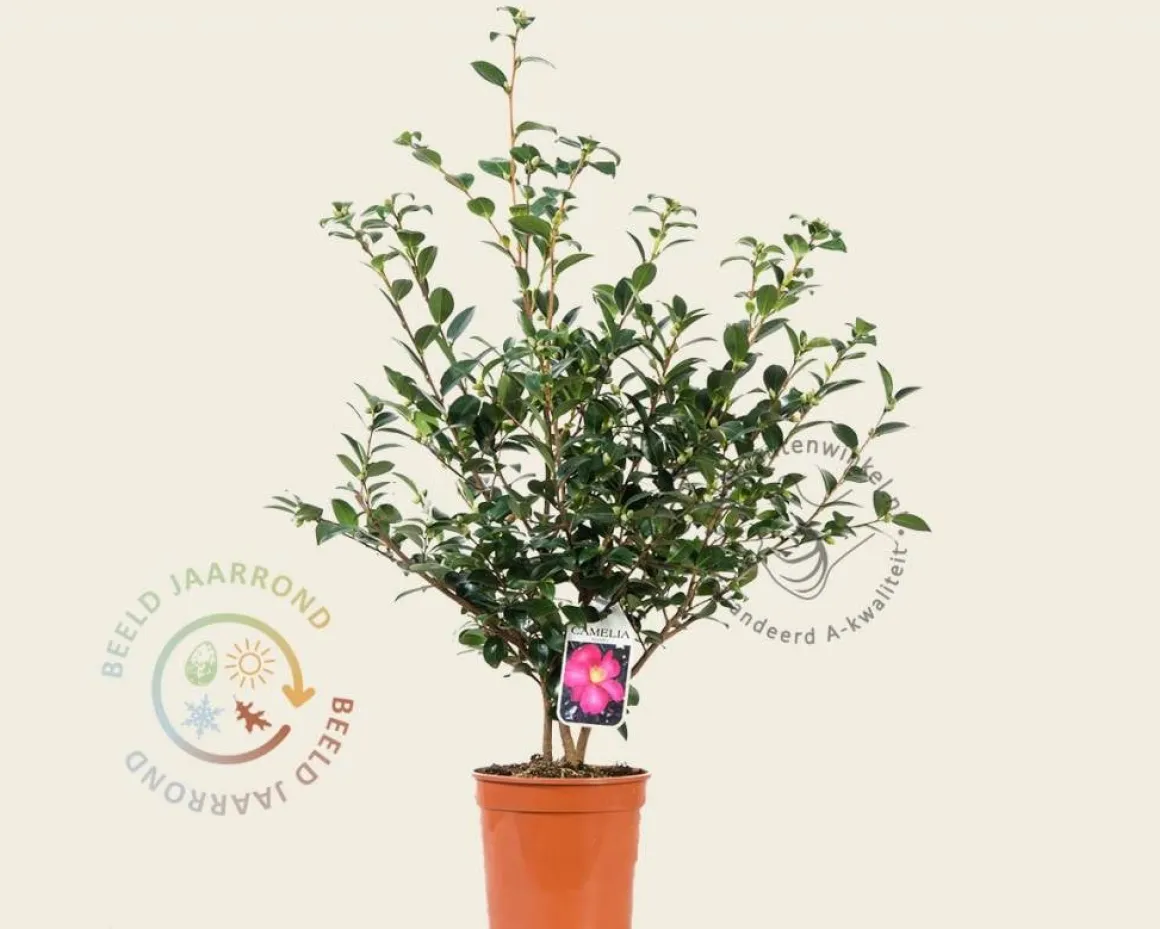Camellia sasanqua 'Kanjiro'
