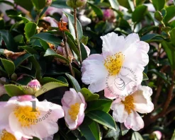 Camellia sasanqua 'Maiden's Blush'