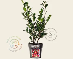 Camellia sasanqua 'Yuletide'