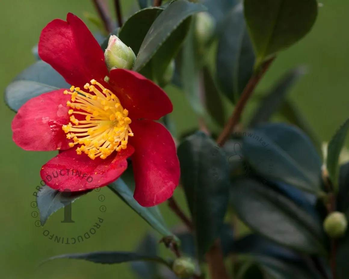Camellia sasanqua 'Yuletide'
