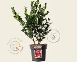Camellia sasanqua 'Yuletide'