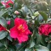 Camellica sasanqua 'Autumn Ruby'