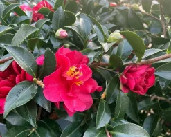 Camellica sasanqua 'Autumn Ruby'