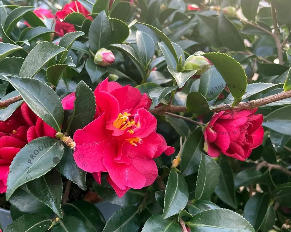 Camellica sasanqua 'Autumn Ruby'