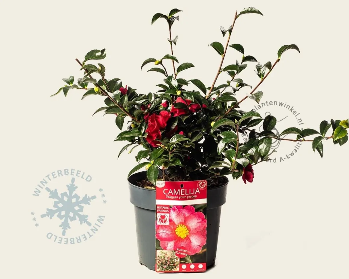 Camellica sasanqua 'Autumn Ruby'
