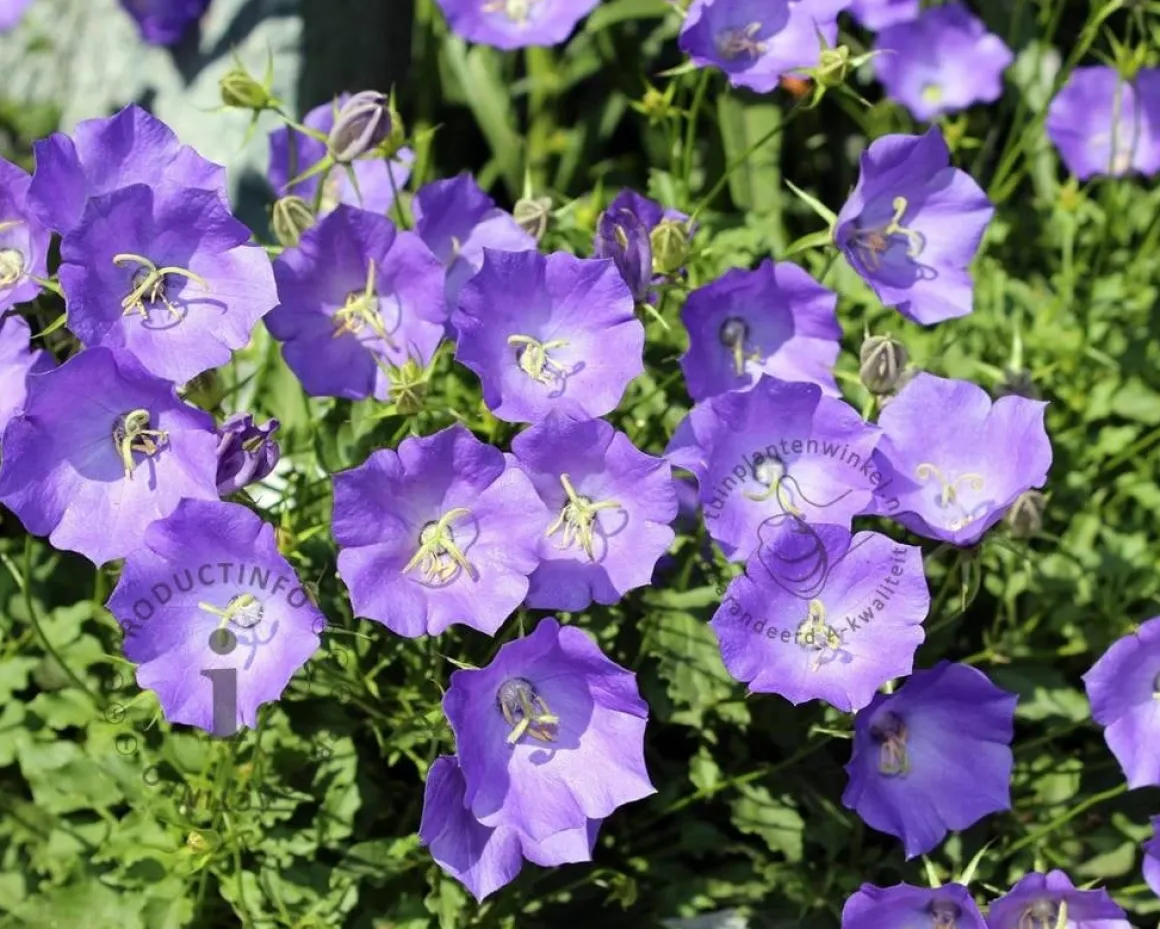 Campanula carpatica 'Blaue Clips'