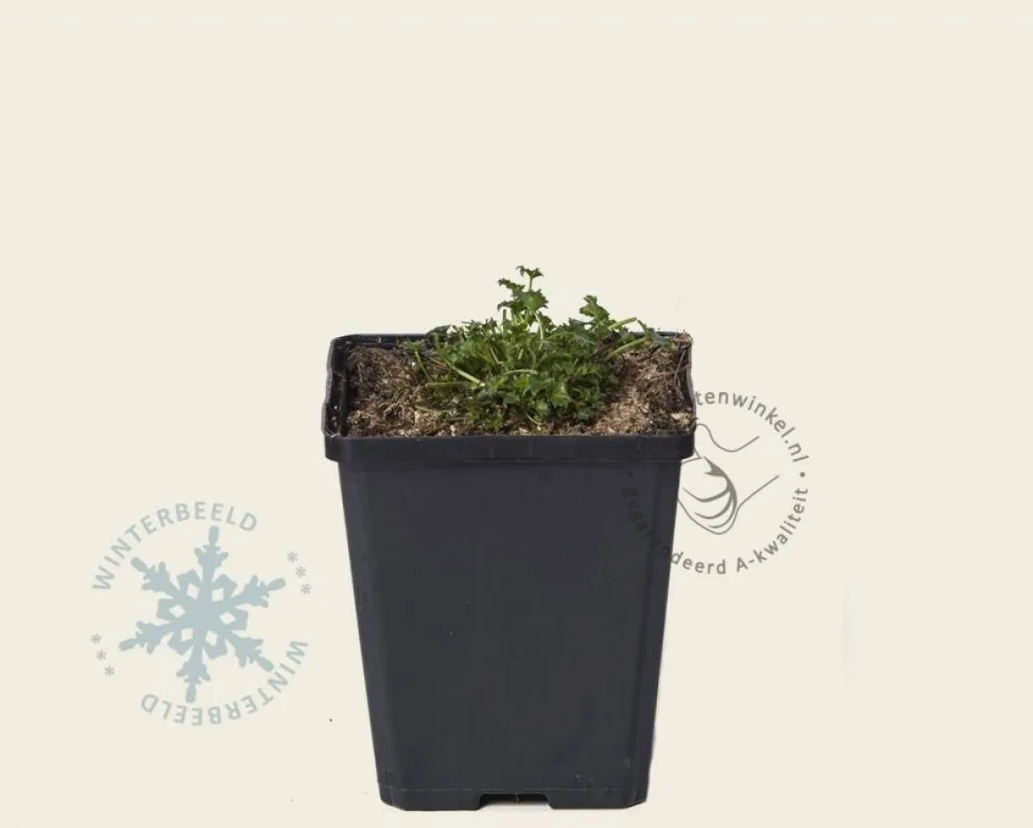 Campanula carpatica 'Blaue Clips'
