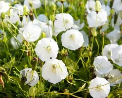 Campanula carpatica 'Weisse Clips'