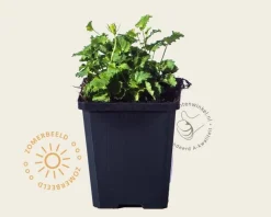 Campanula carpatica 'Weisse Clips'
