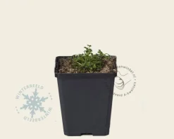 Campanula garganica