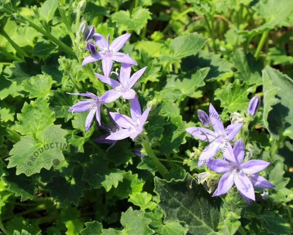 Campanula garganica