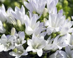 Campanula glomerata 'Schneekrone'