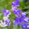 Campanula persicifolia