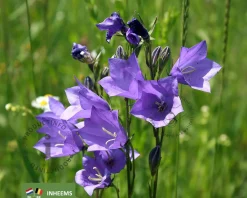 Campanula persicifolia