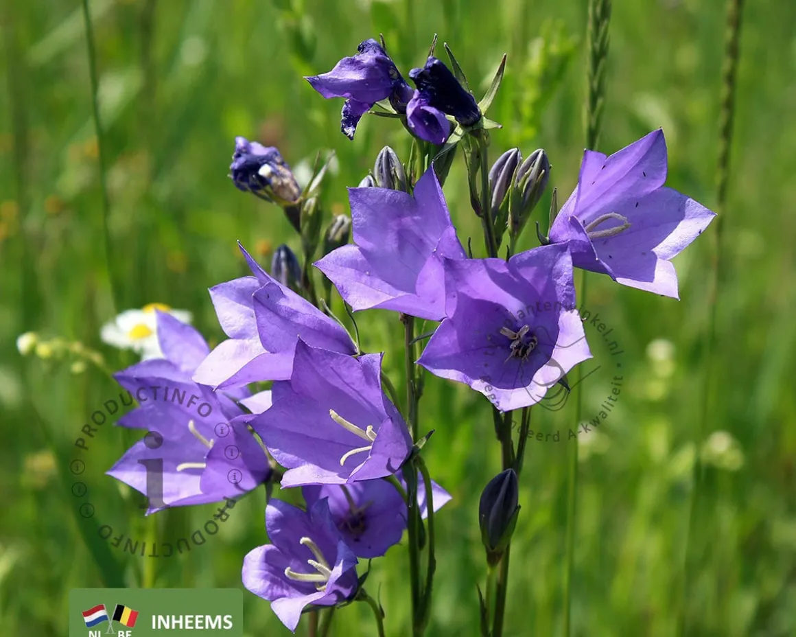 Campanula persicifolia