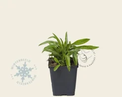 Campanula persicifolia 'Alba'