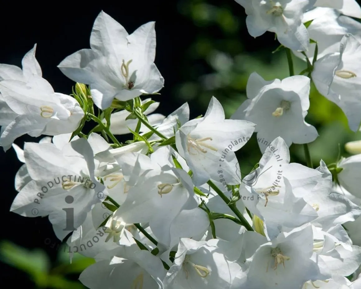 Campanula persicifolia 'Alba'