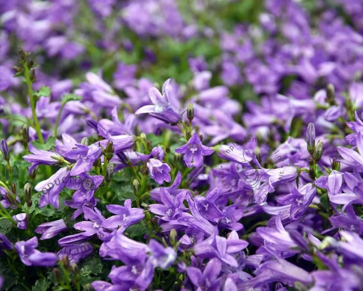 Campanula portenschlagiana