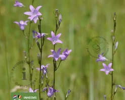 Campanula rapunculus