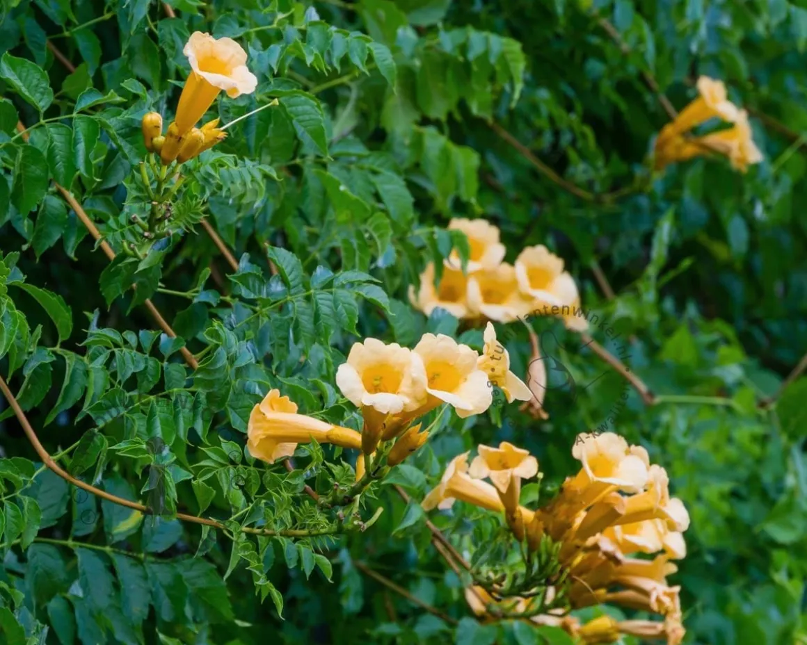 Campsis radicans 'Flava'