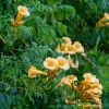 Campsis radicans 'Flava' - XL