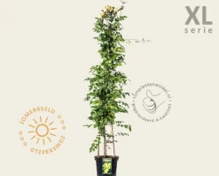 Campsis radicans 'Flava' - XL
