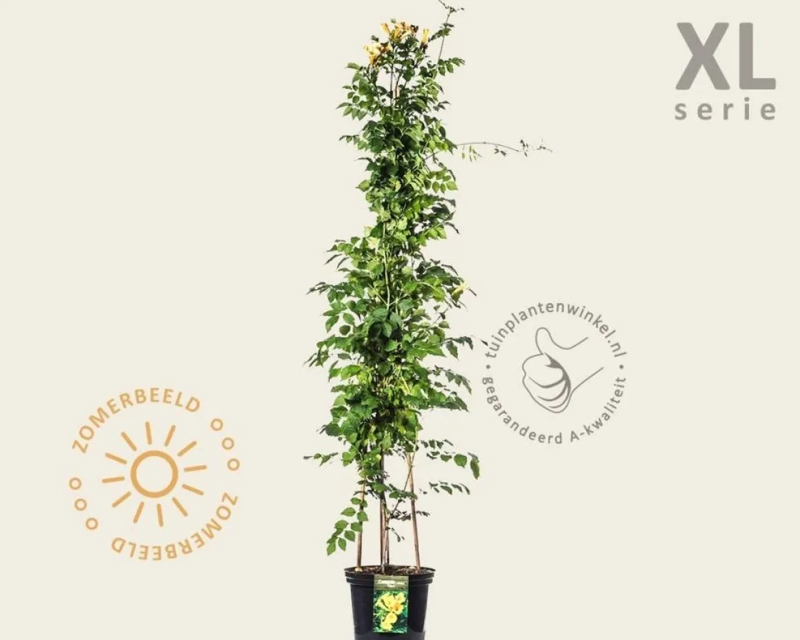 Campsis radicans 'Flava' - XL