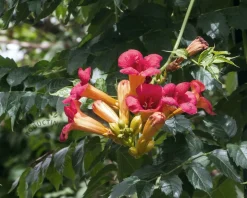 Campsis tagliabuana 'Madame Galen'