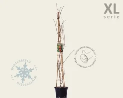 Campsis tagliabuana 'Mme Galen' - XL