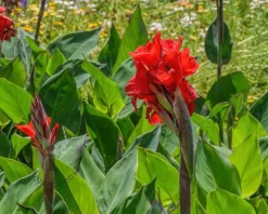 Canna 'Red Dazzler' - knol