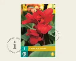 Canna 'Red Dazzler' - knol