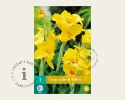 Canna 'Richard Wallace' - knol